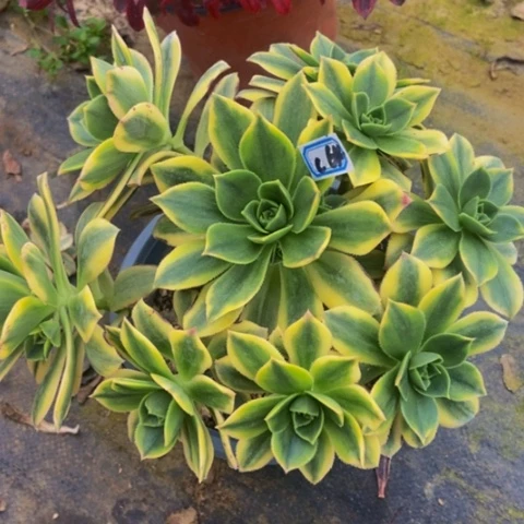 星爆多肉植物一物一拍64多肉