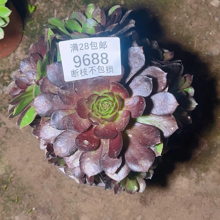 9688黑美人多肉植物