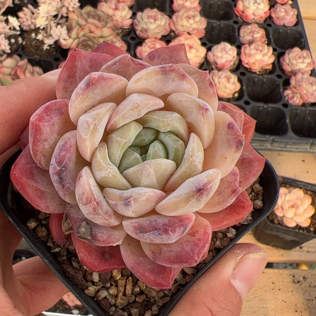 小****_538 多肉植物组合