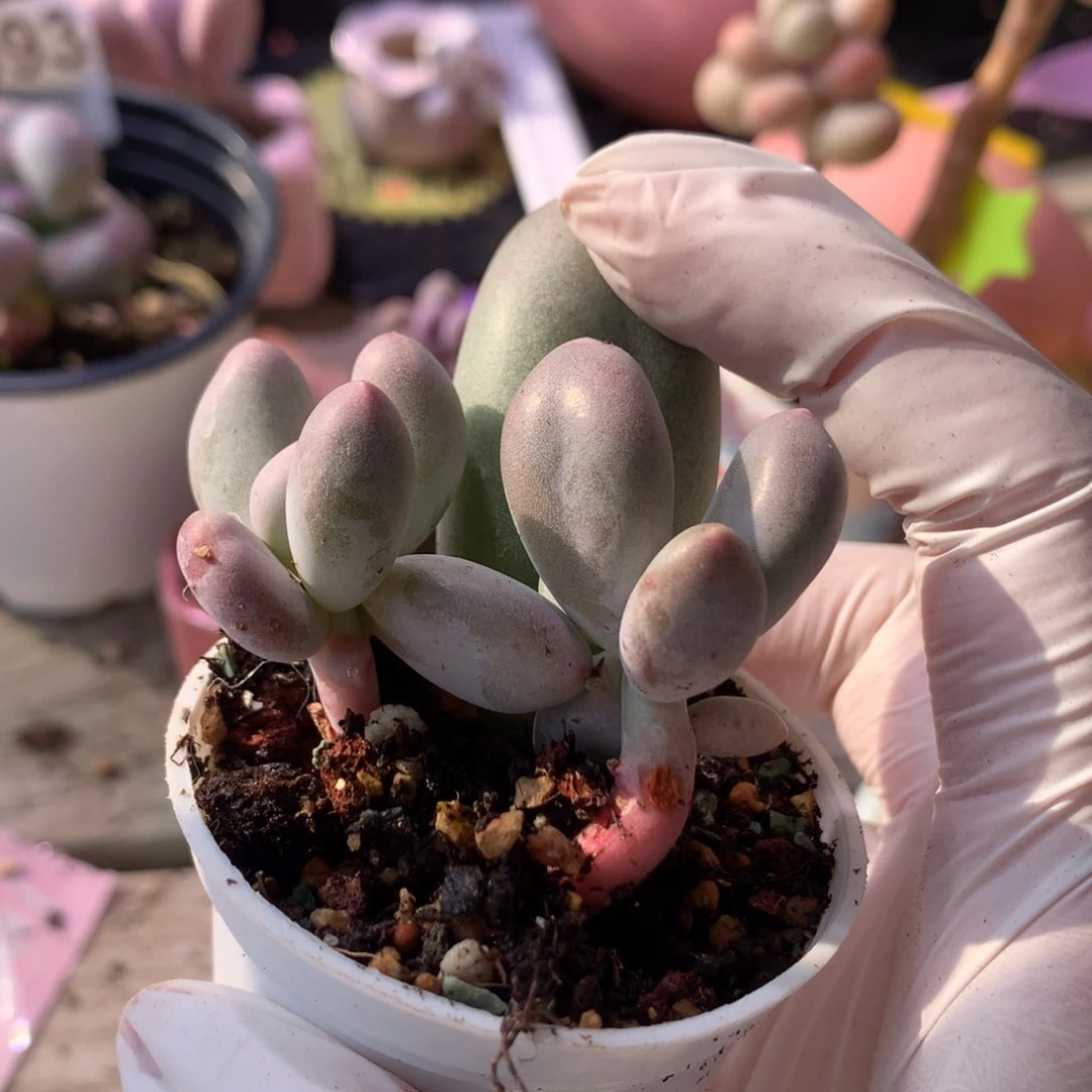 米可奶酪的多肉米可奶叶插苗