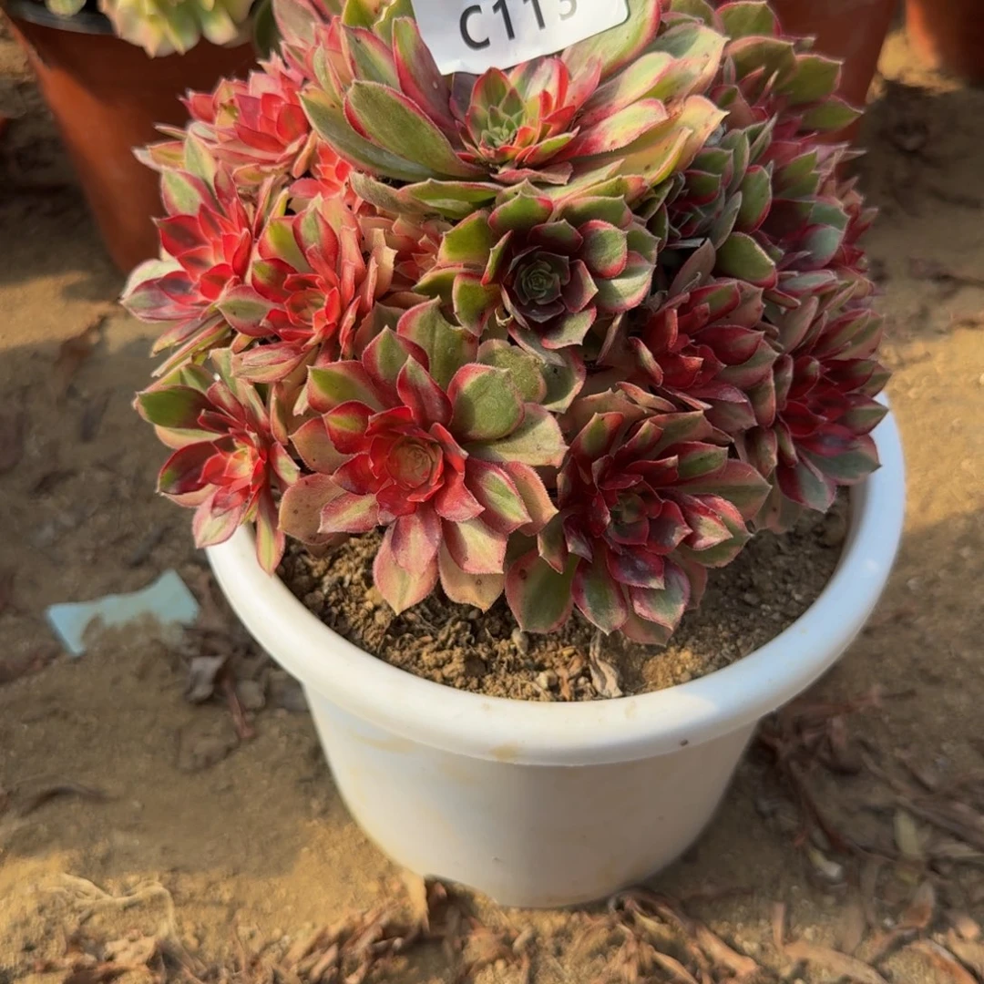 113黑魔锦。多肉植物
