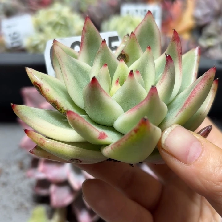 多肉植物满18包邮当场凑单