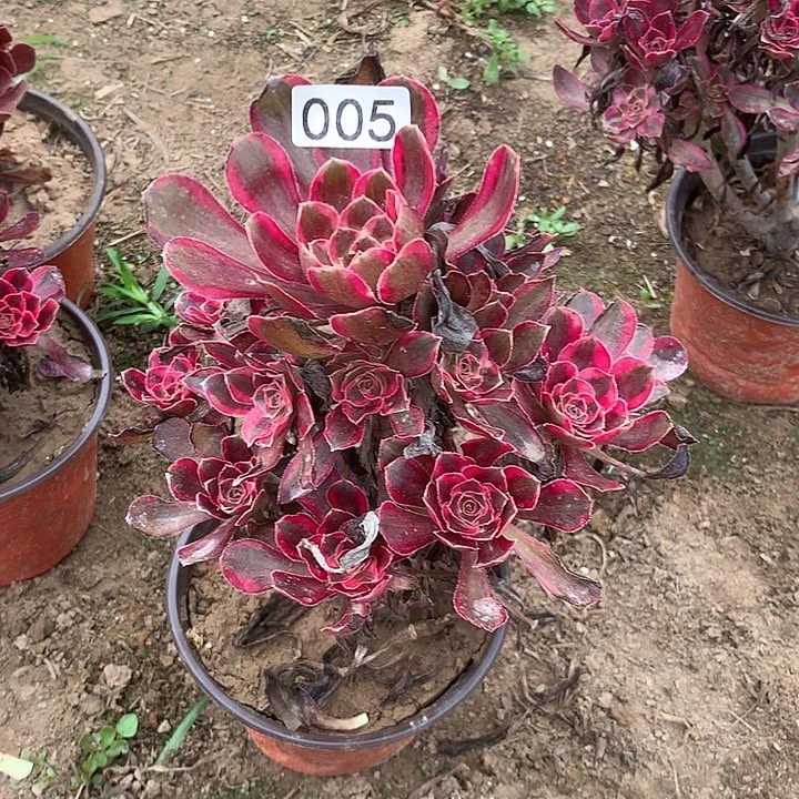 无花朵度***墅005香奈儿多肉植物