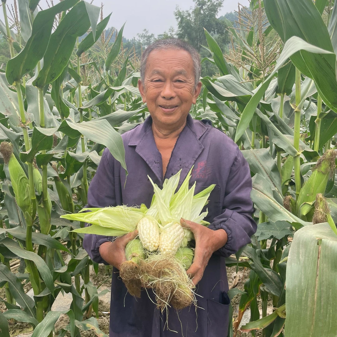 【甄选】重庆铜梁安居农家露天京甜糯品种玉米