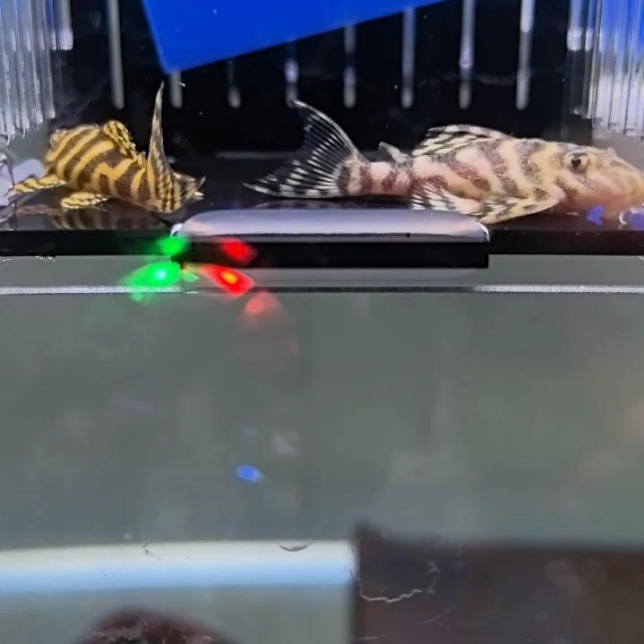 清道夫20 号，黄金帝王迷宫，2 条，4+，包邮包路损