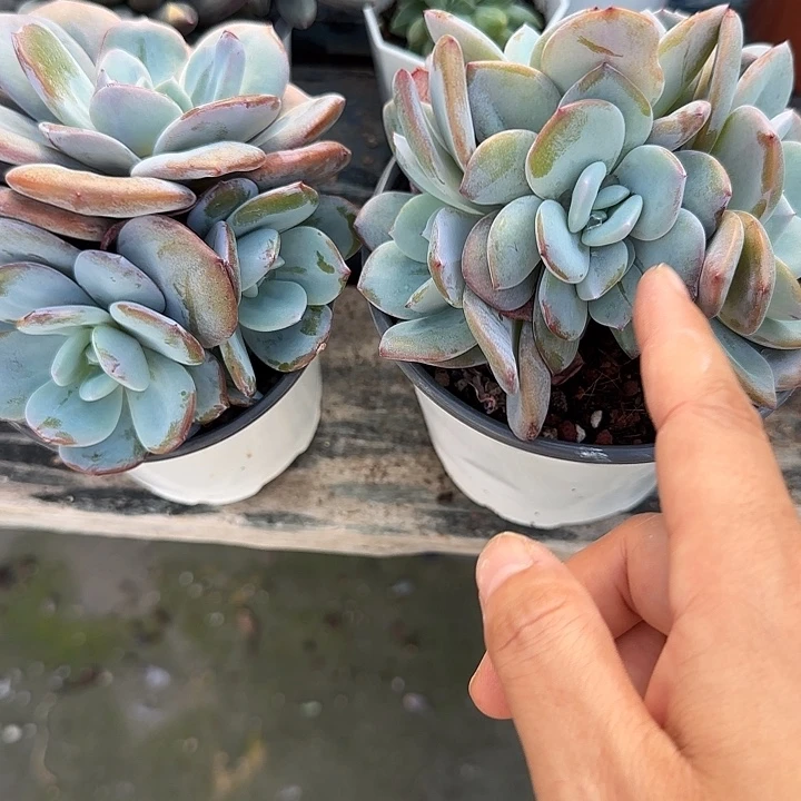 浴***凰青蛙王子儿童牙膏11
