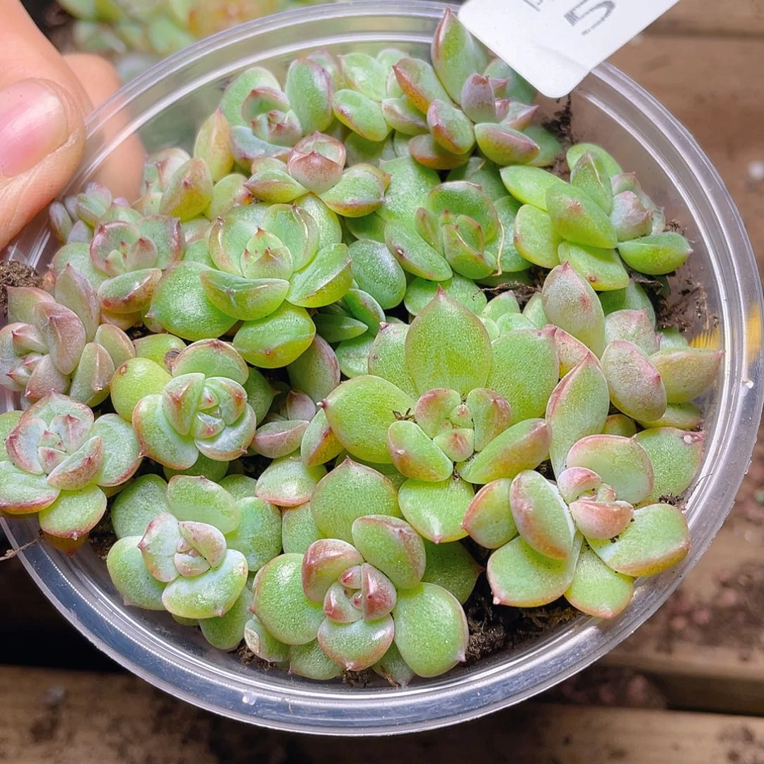 多肉植物多肉植物544
