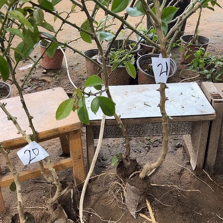 50多公分树型叶仙两颗编号21