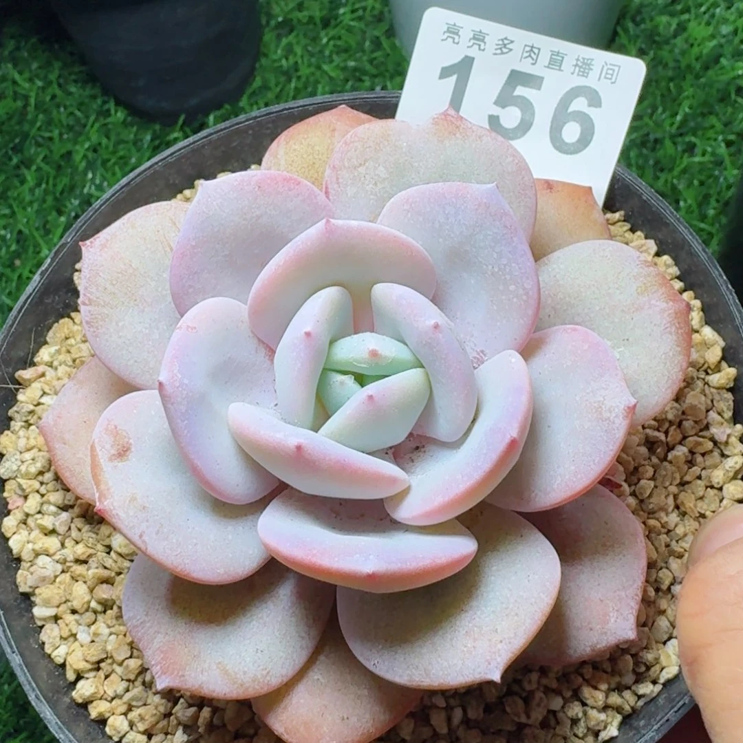 奶茶          摇身一变高富帅，一夜暴富动作快