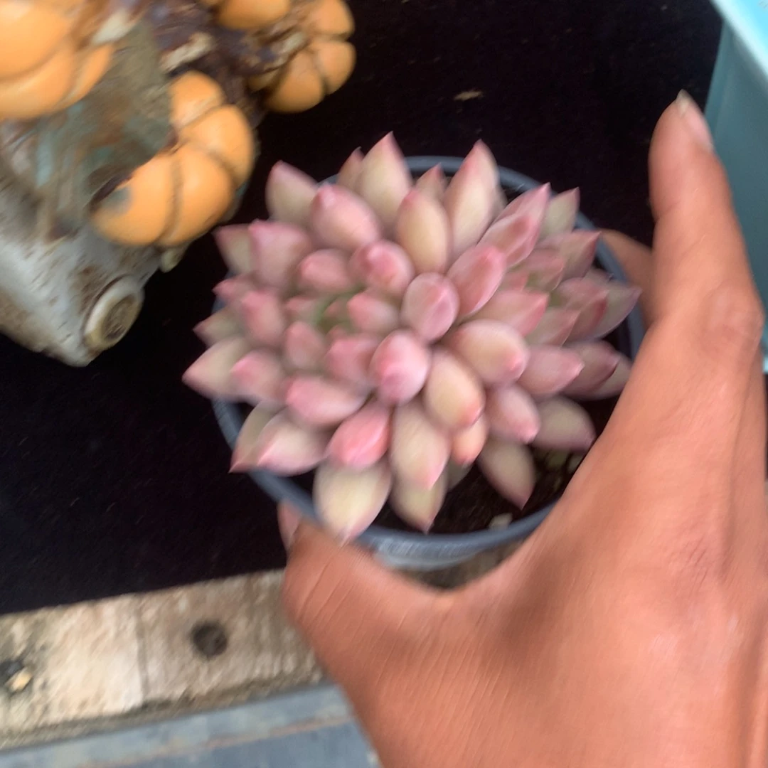 那时候是个啥日子都是