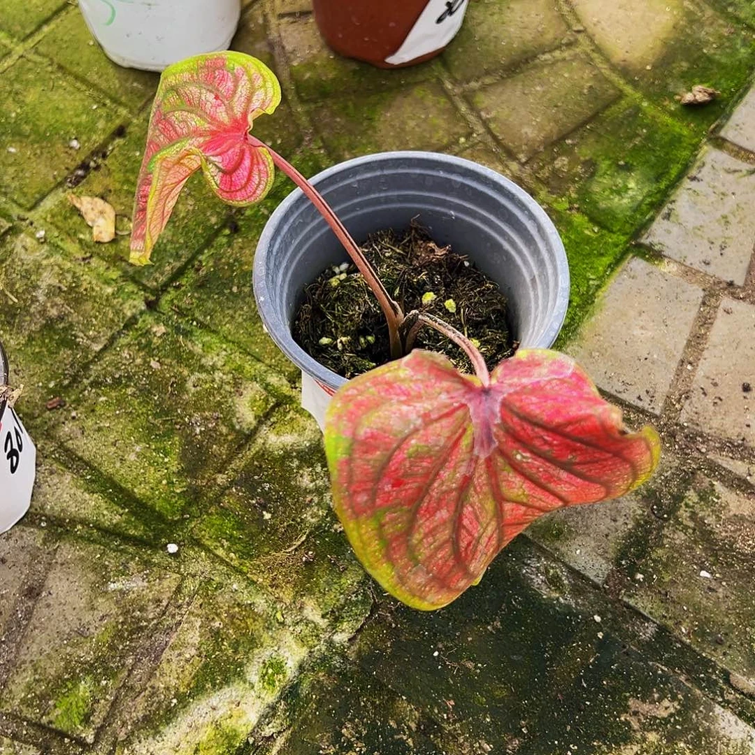 原***人完全开放一物一拍8018