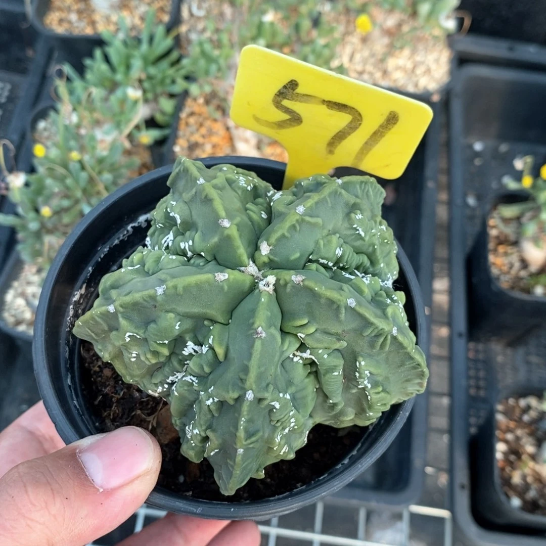 核桃鸾凤玉多肉植物