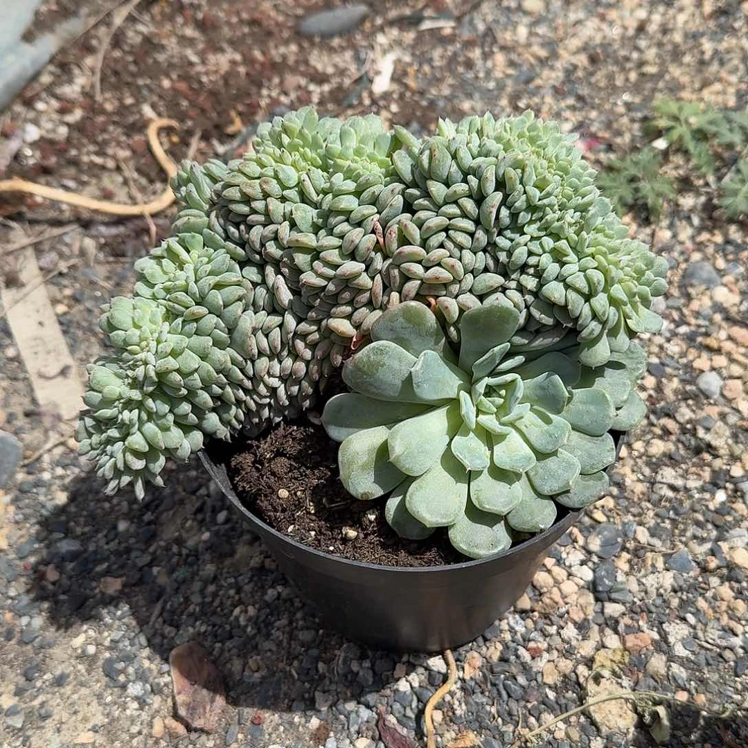 白胖子缀化多肉植物