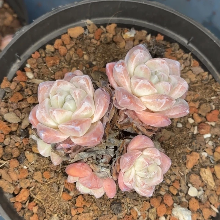 脱土老桩子好看冰玉