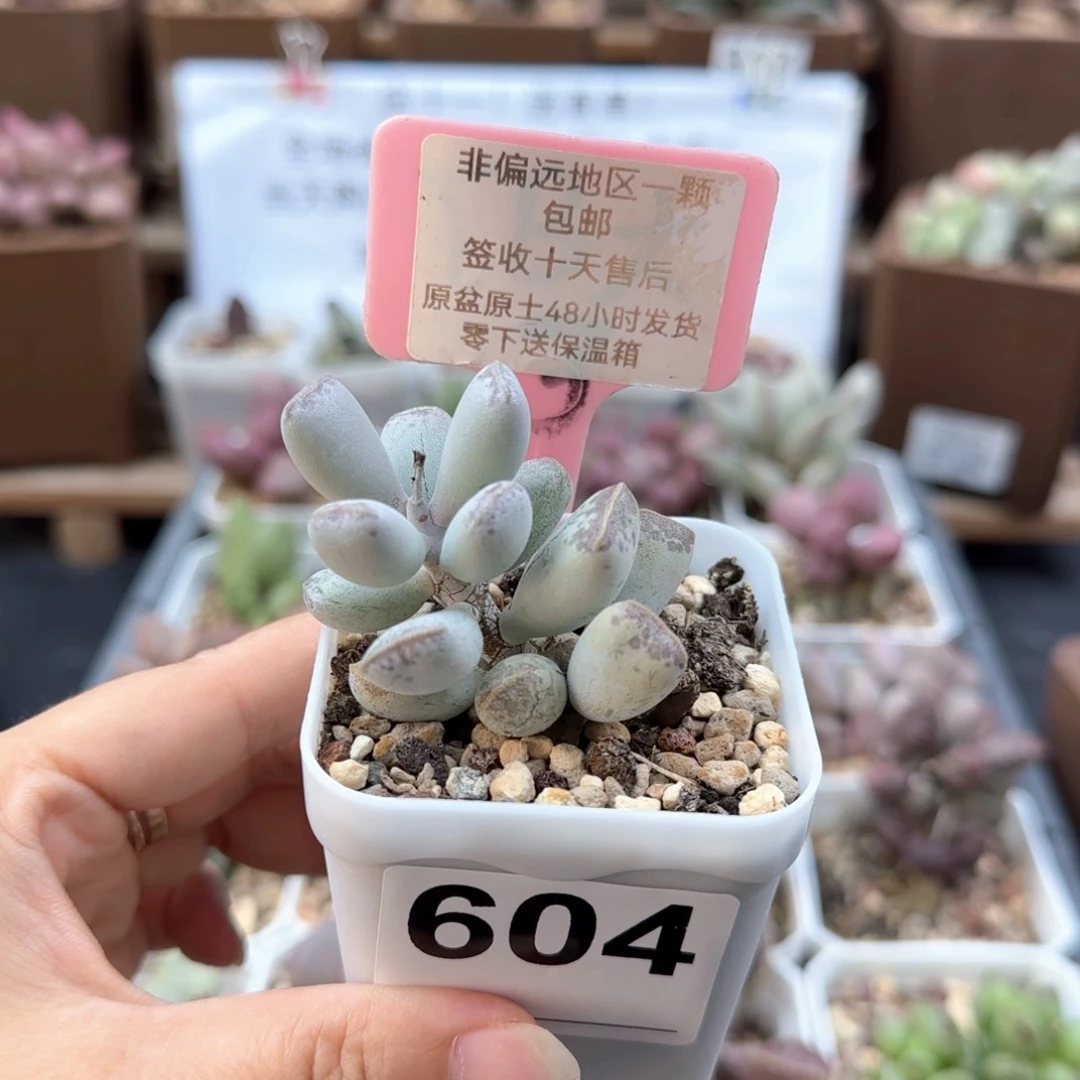 604福饼多肉植物
