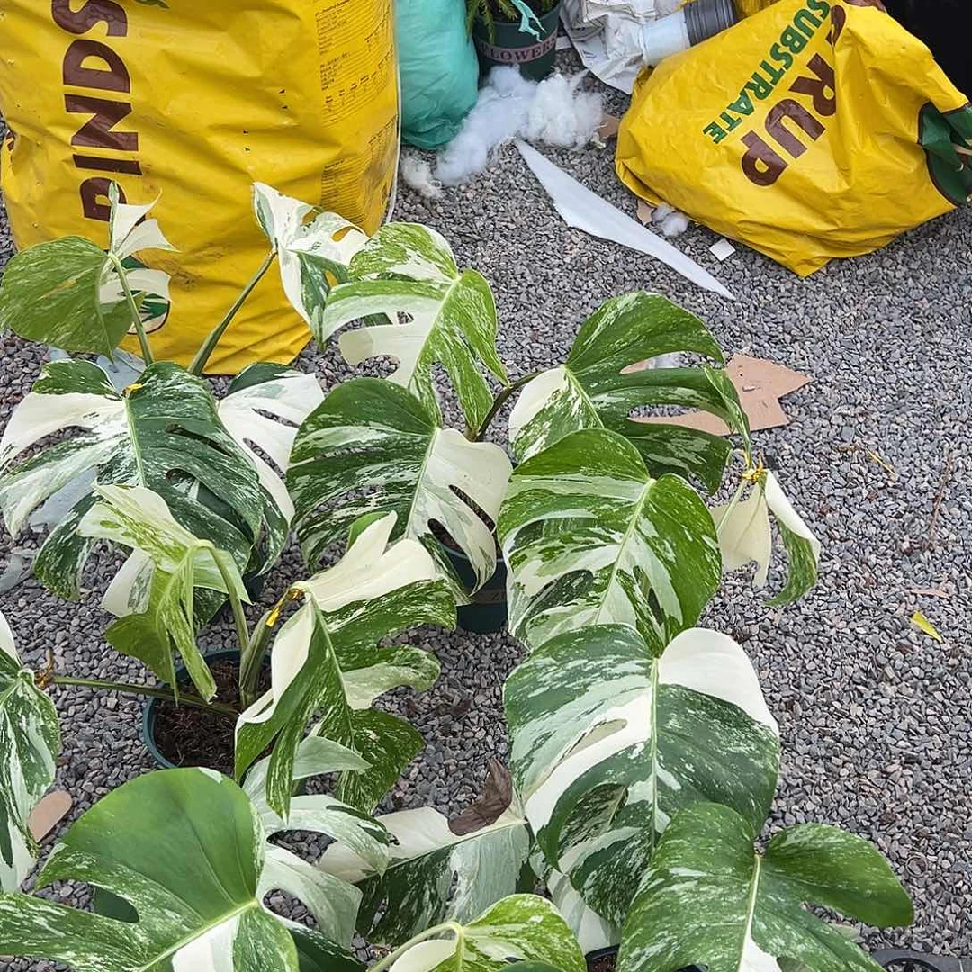 完全开放白龟6随机发货不售后