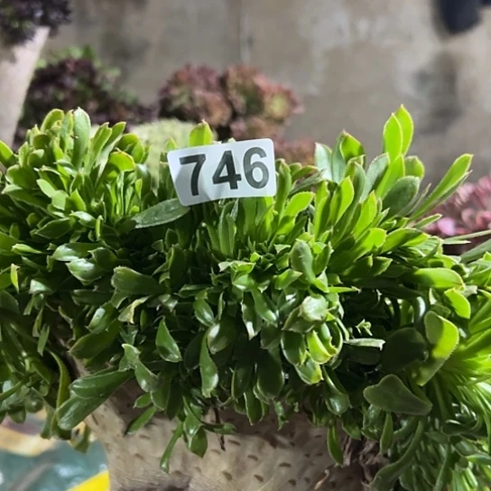 余***)多肉植物一个妖746