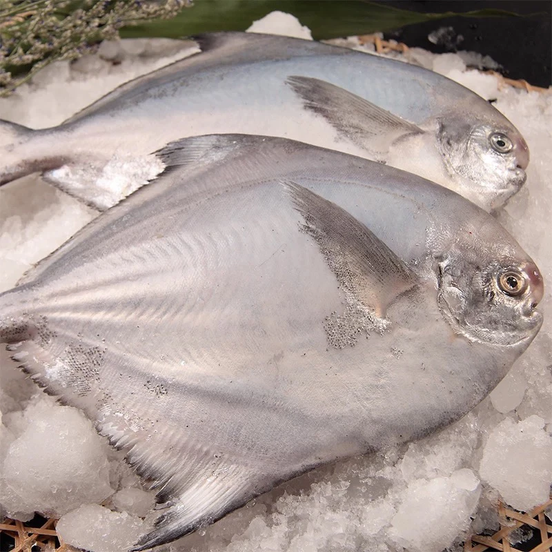 1斤4条 新鲜海捕银鲳鱼白鲳鱼平鱼鲳扁鱼镜鱼