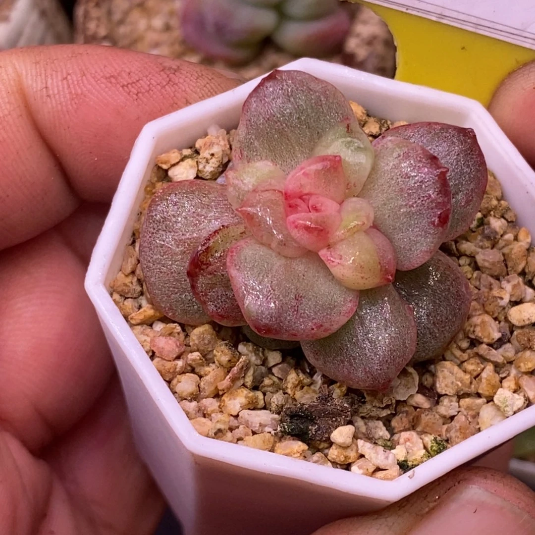 5173粉钻石化锦多肉，……