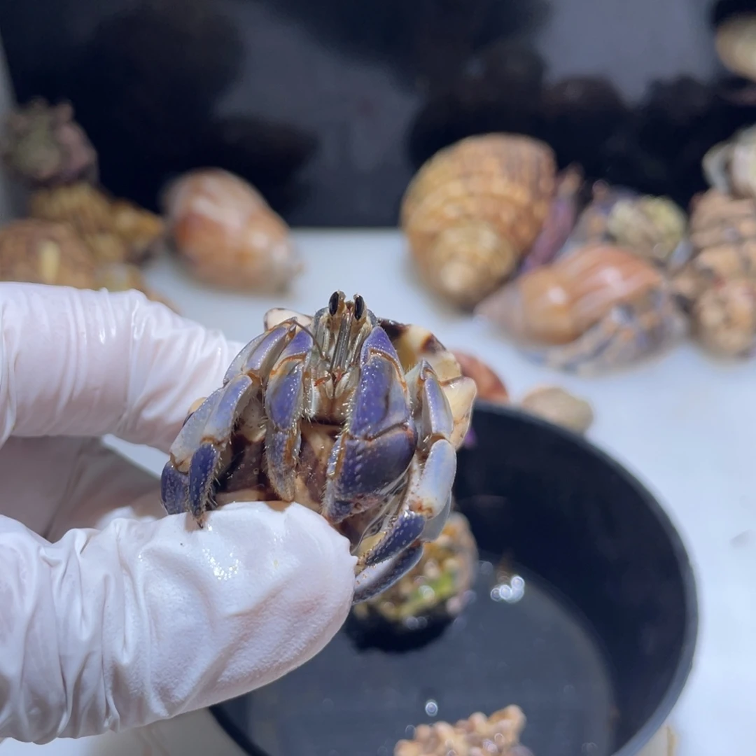 Y12紫陆蓝天白色云2.0口