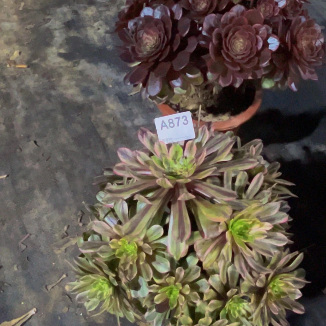 花脸多肉植物873