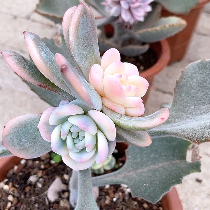 星影锦群生 一物一拍