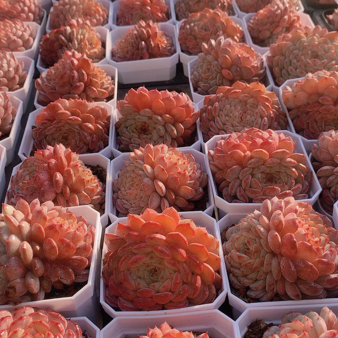 两颗双头白胖子346789900