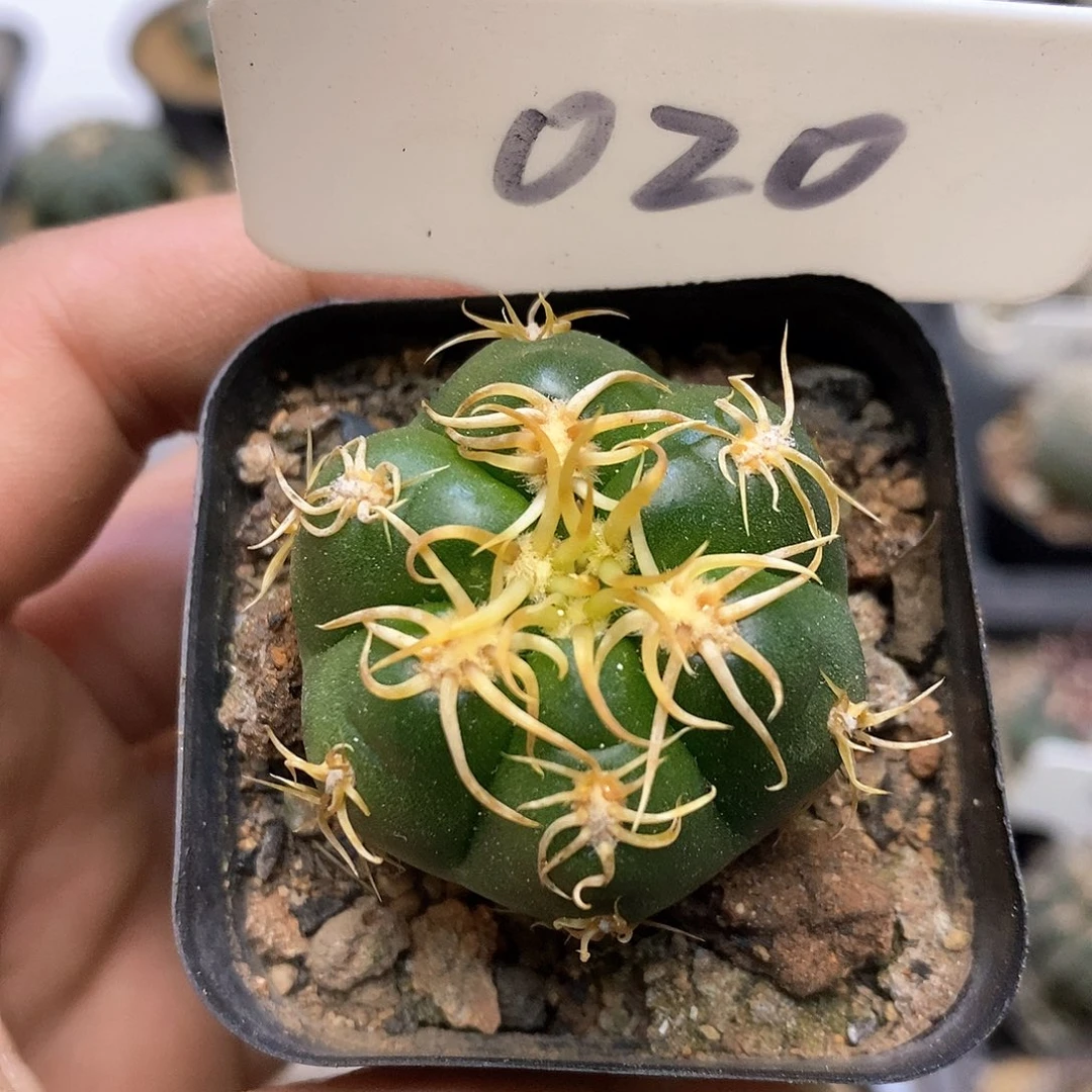 开播特价来了福利