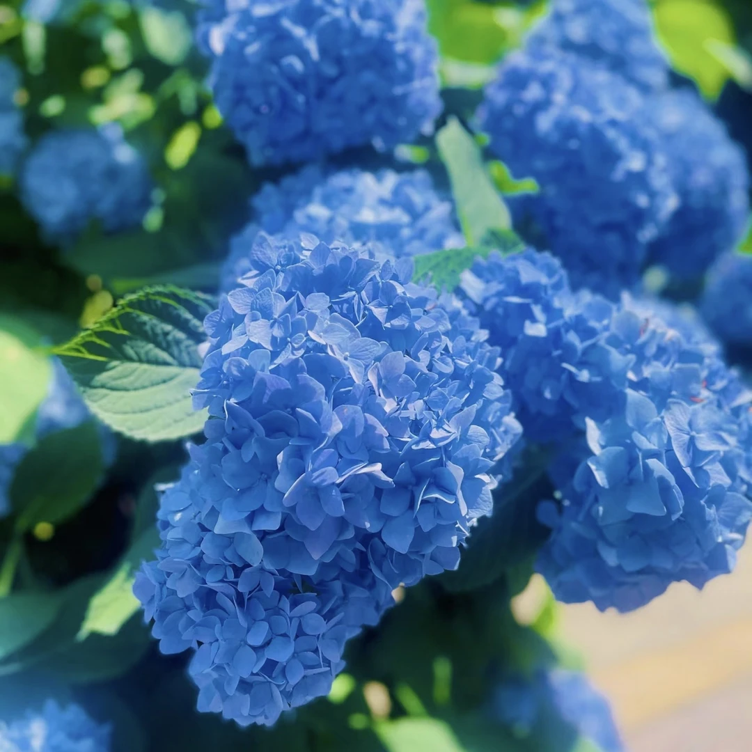 【蓝色无尽夏】1.5加仑 室内外盆栽 多年生庭院阳台易养