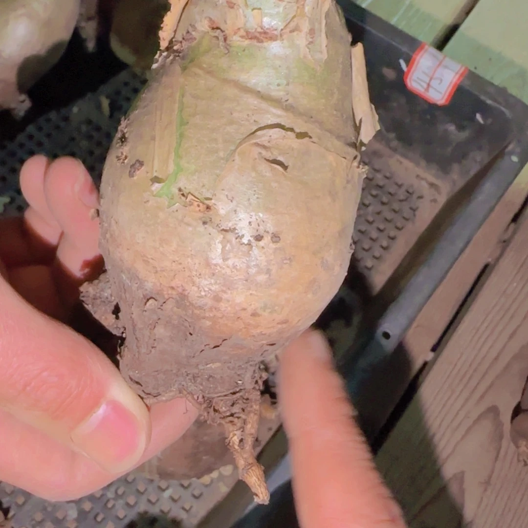 一**。块根植物块根植物块根植物