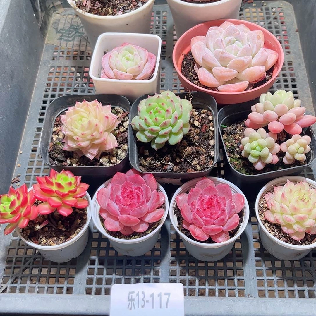 乐13-117 框拍11颗