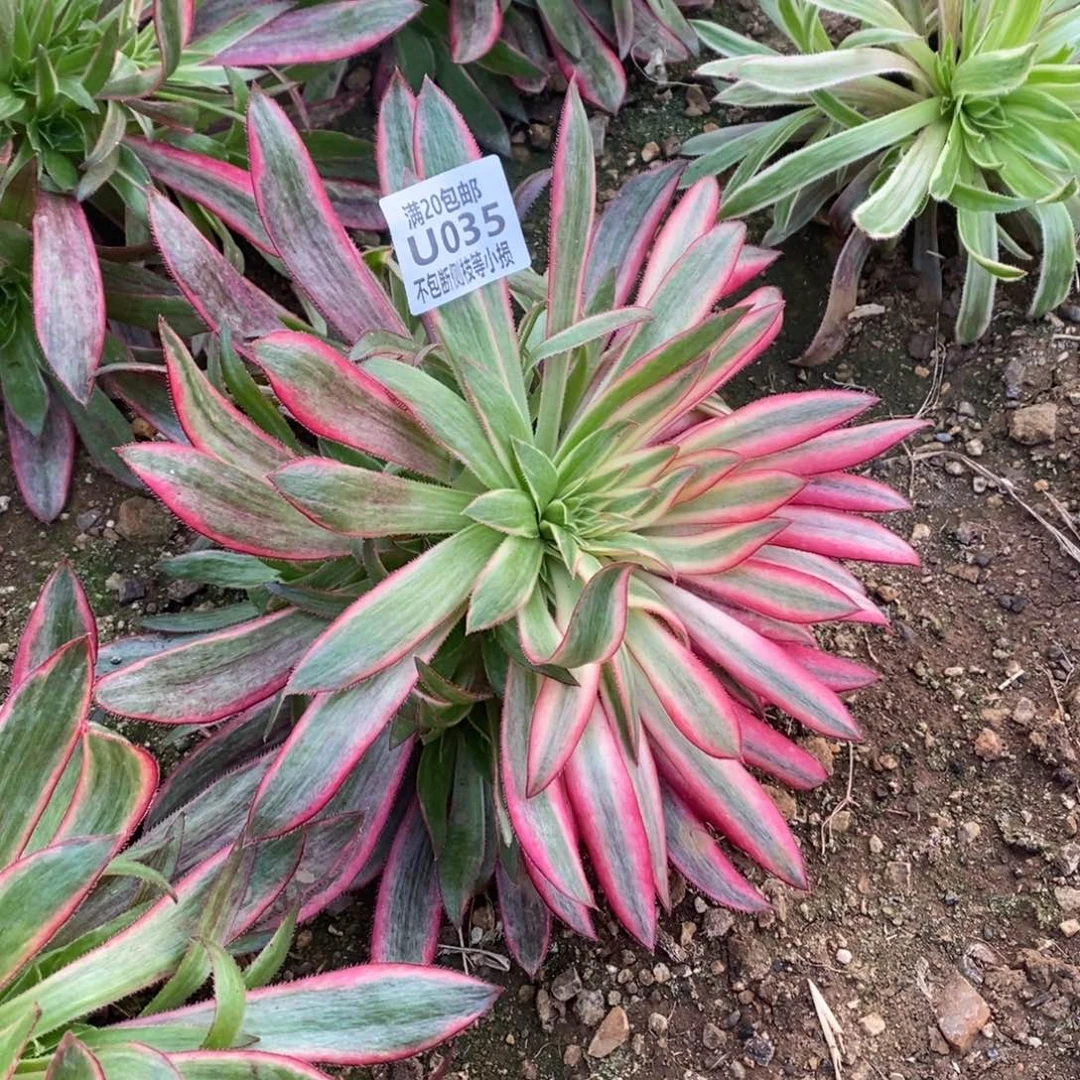 035惊鸿朱雀一体多肉