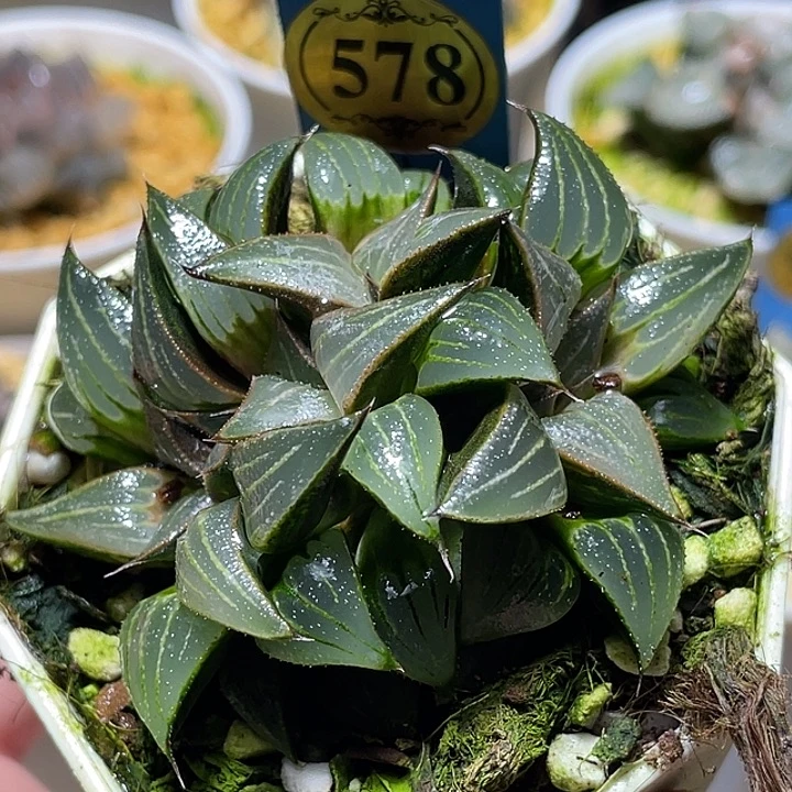 578坠化魅凤特选福利