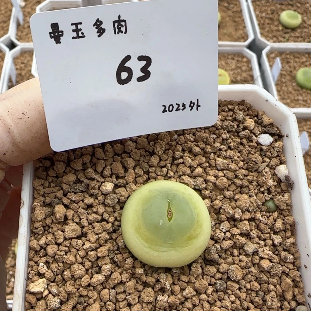 丁*多肉多肉多肉2025-063