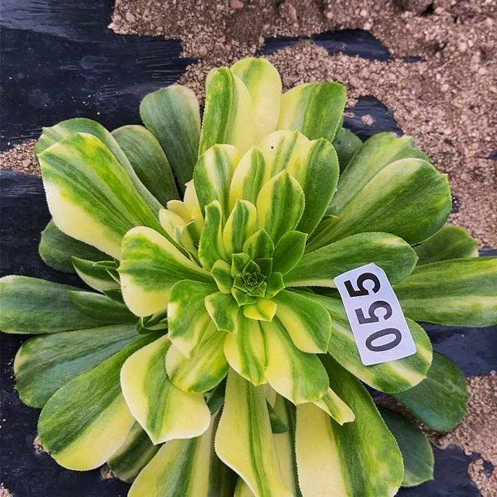 055五彩琉璃多肉植物处理不售后