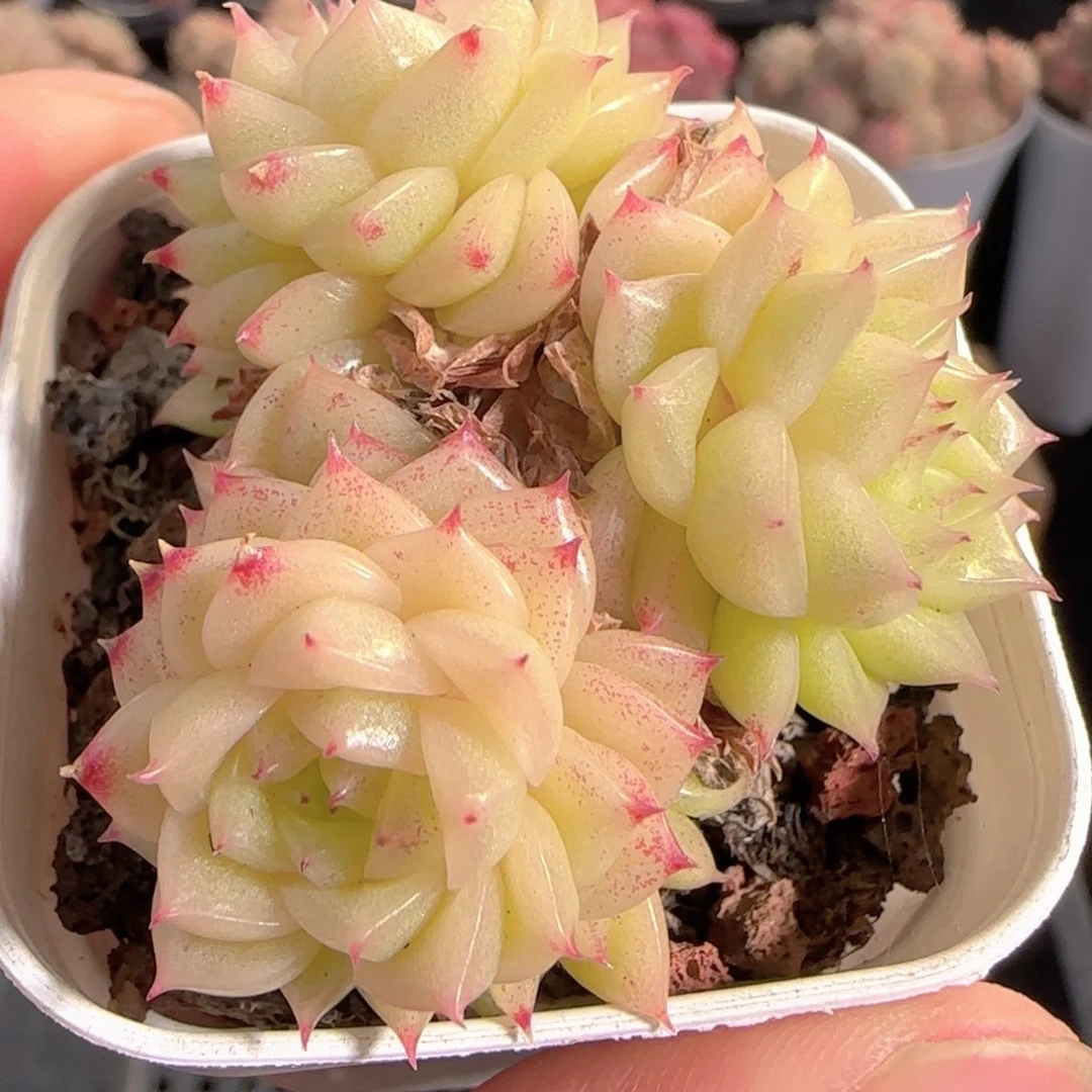 多肉1231-138麦秆群