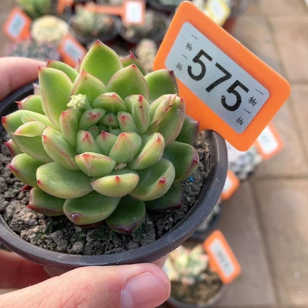 【闪购商品】575号