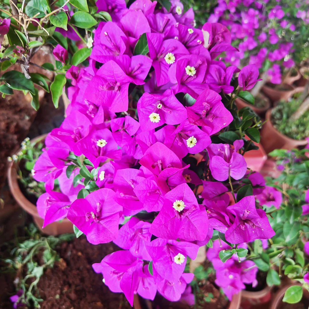 三角梅云南紫老桩（直播间一物一拍）