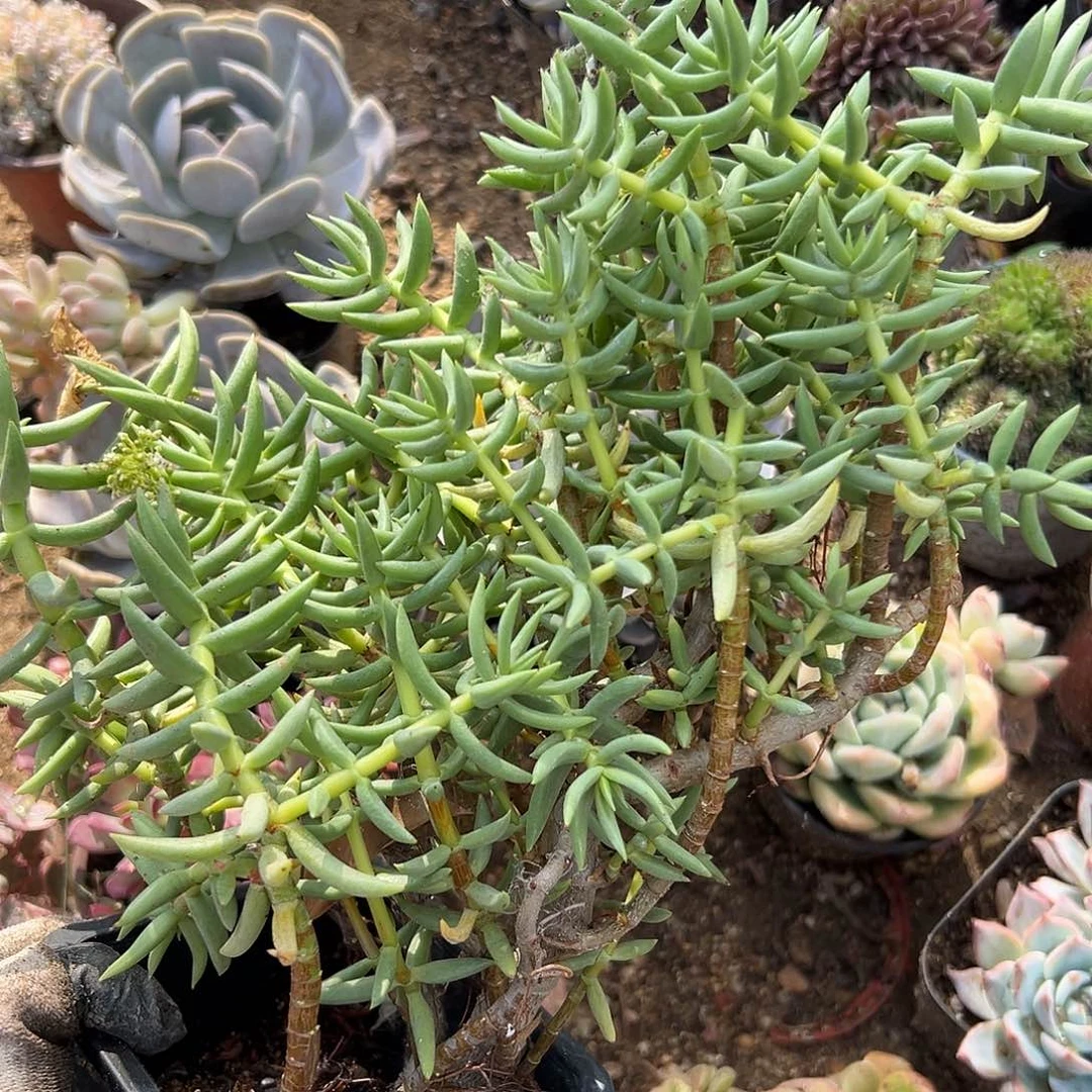 而而服务中央音乐学院中央音乐学院