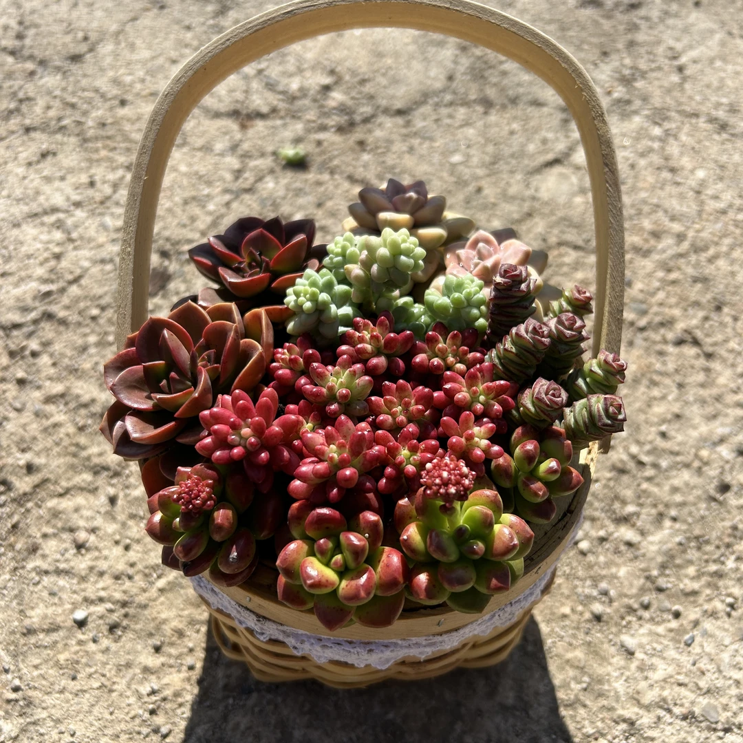 精品多肉植物组合盆栽室内装饰室外好养耐寒易养