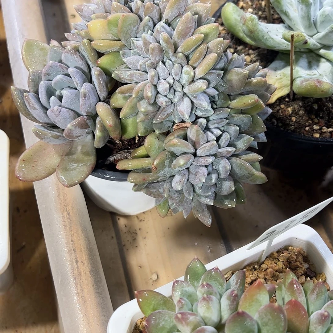 胖美人缀化多肉植物