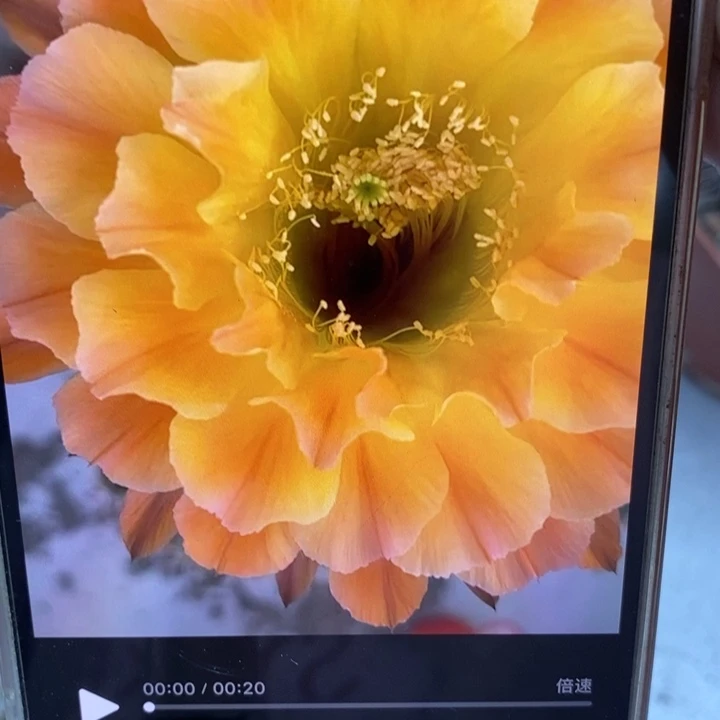 彩草50号群多头仙人球微瑕
