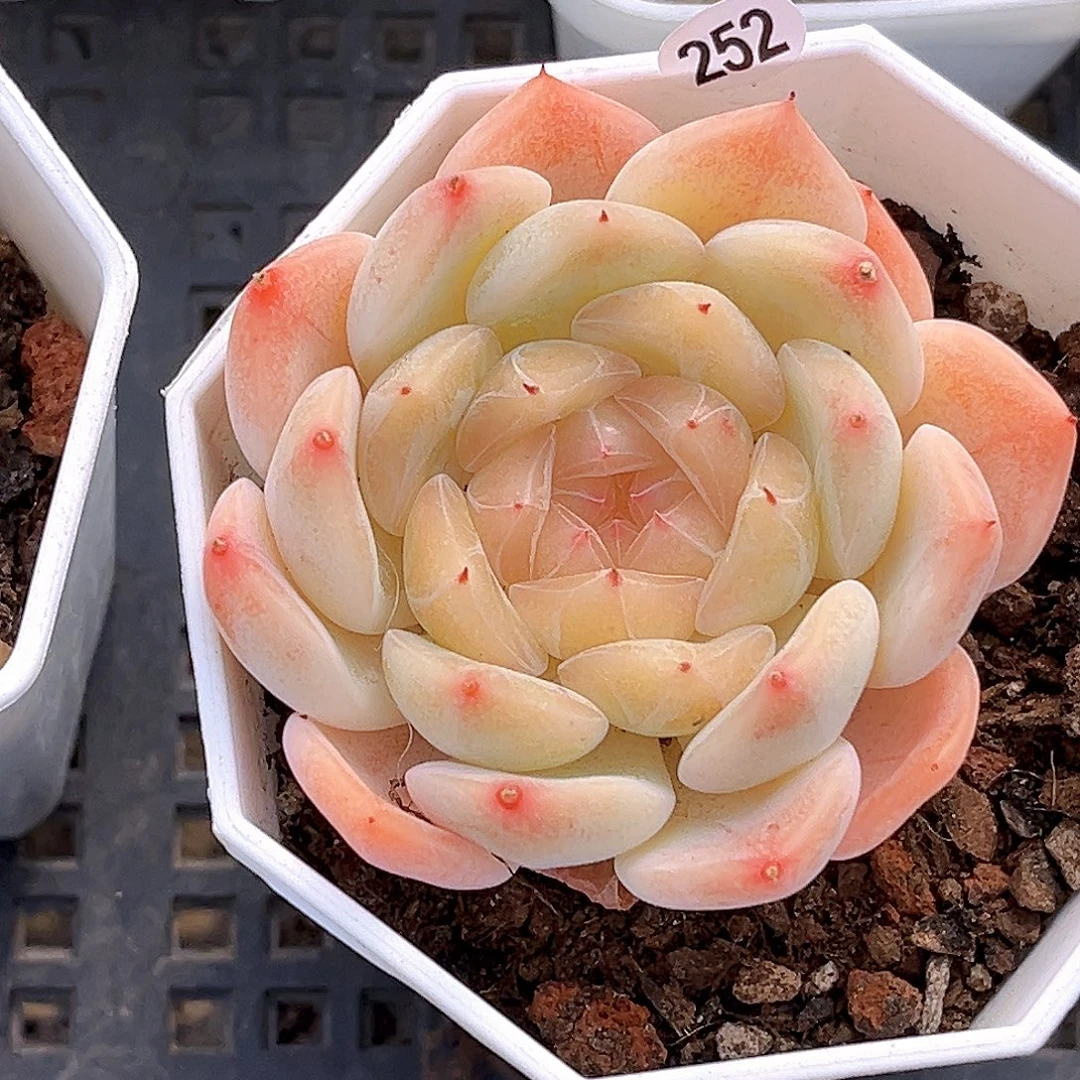 252 一物一拍多肉 甜心877