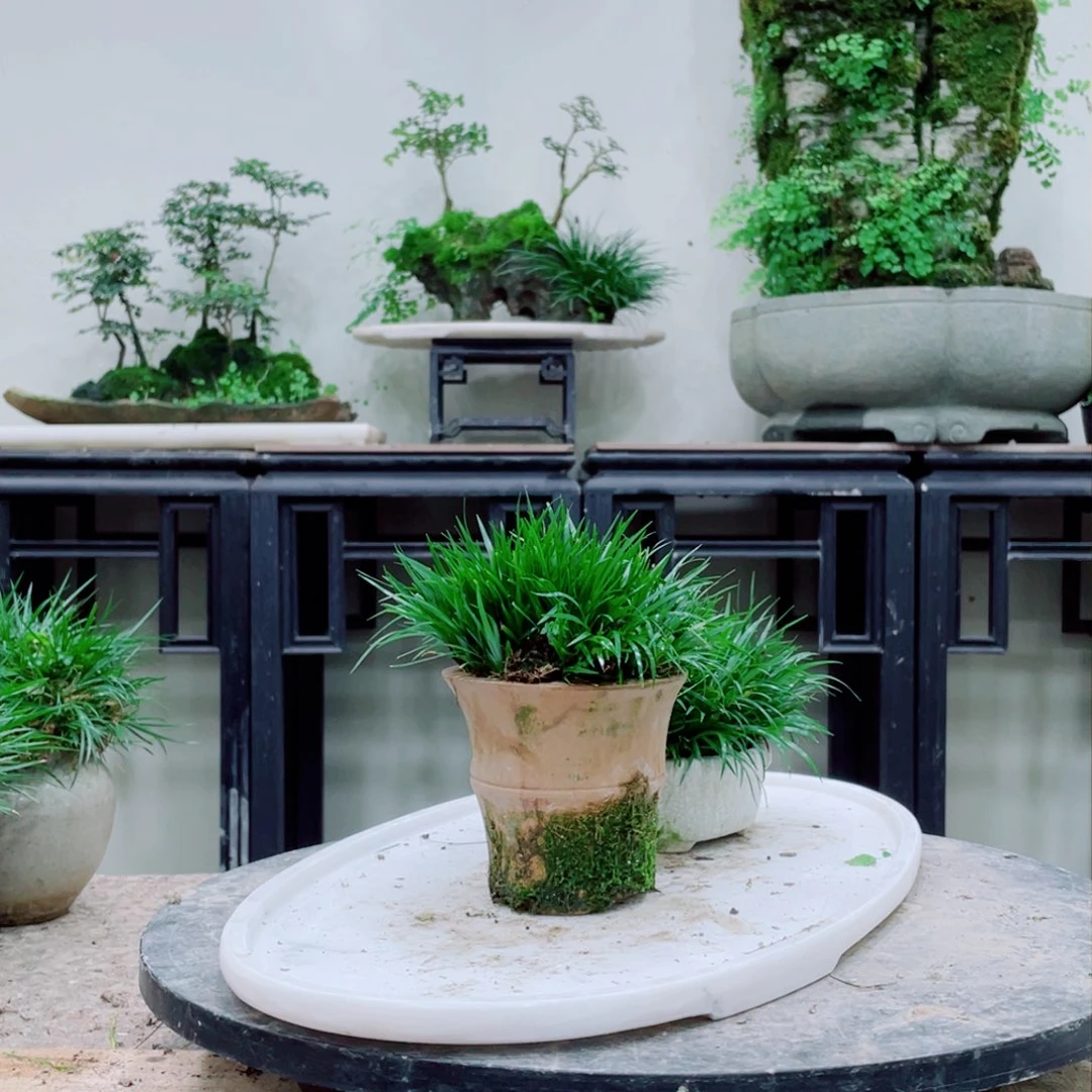 无铅玻璃杉***7铁线蕨的一个分支是