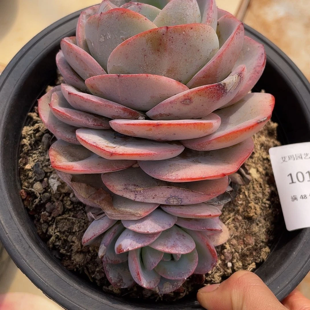 布鲁兰011 多肉多肉多肉