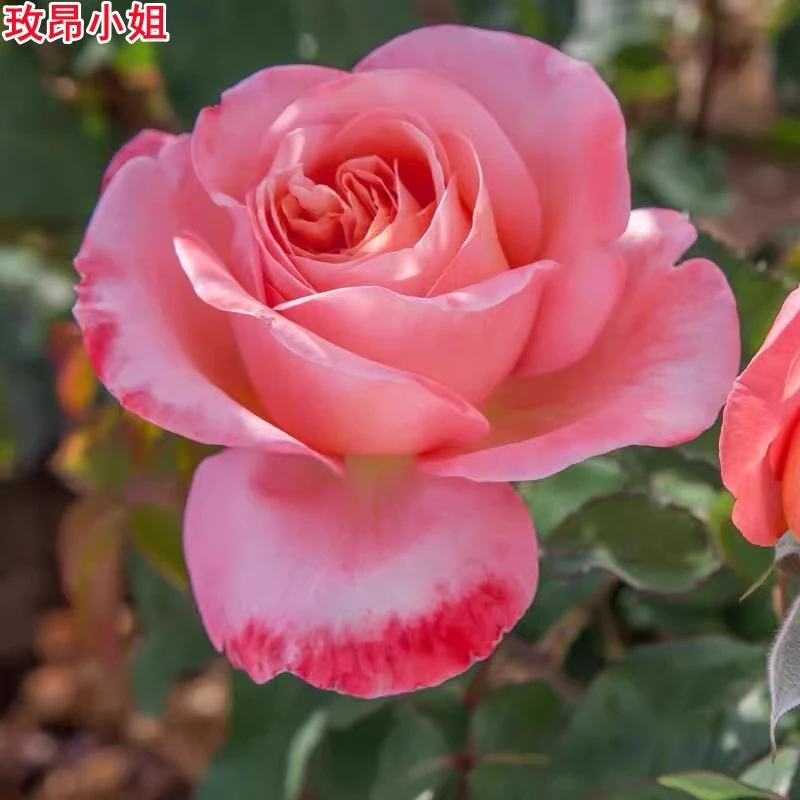 【3棵包邮】玫昂小姐大花浓香抗病月季勤花丰花多季节重复盆栽花卉