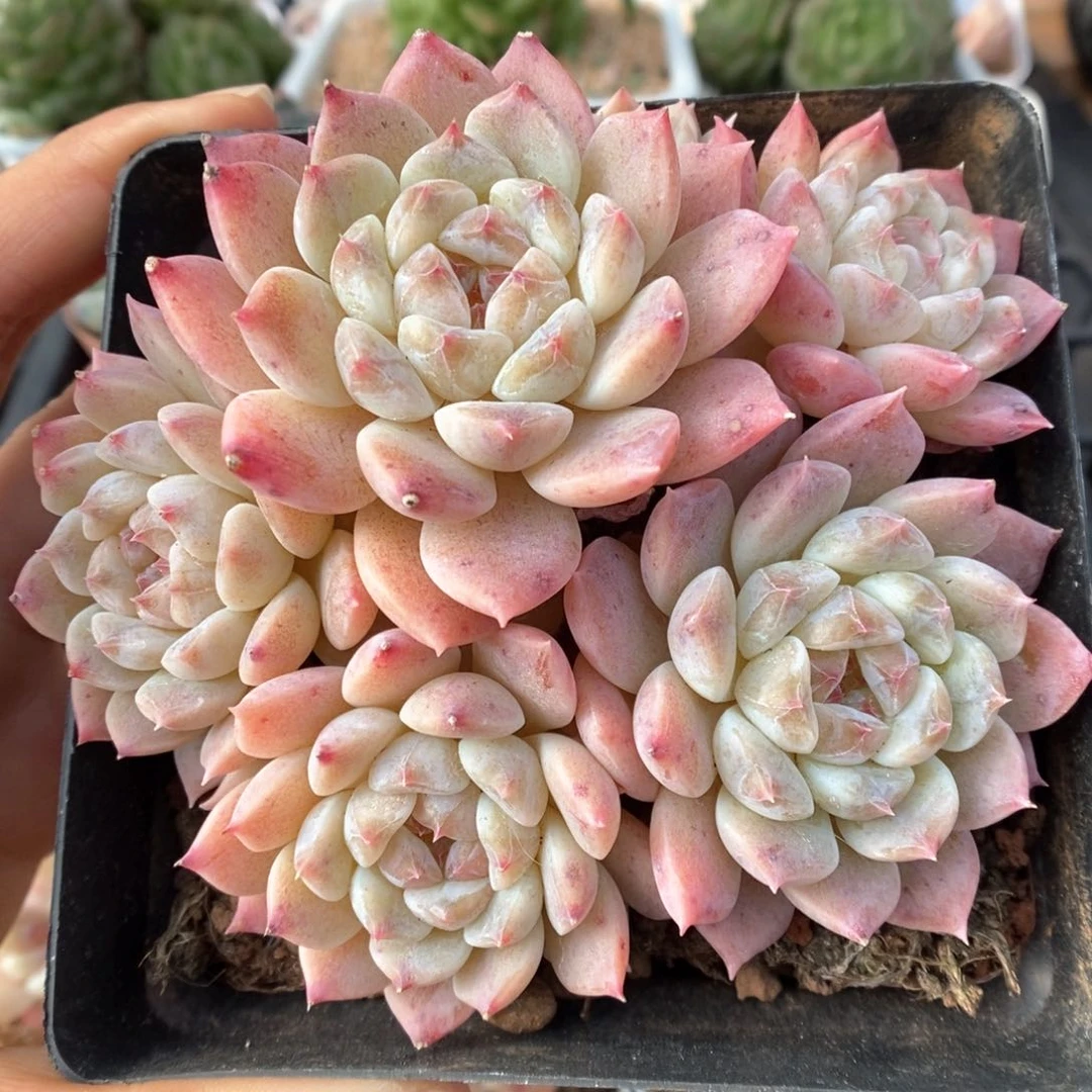 糖心粉魄可拍1000号。