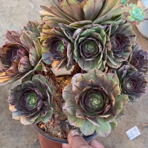 637万拉丝满25包邮多肉