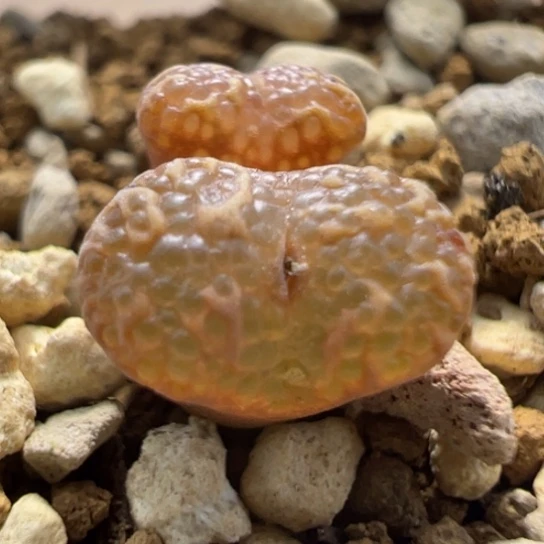 粉泡泡勋章一颗158。