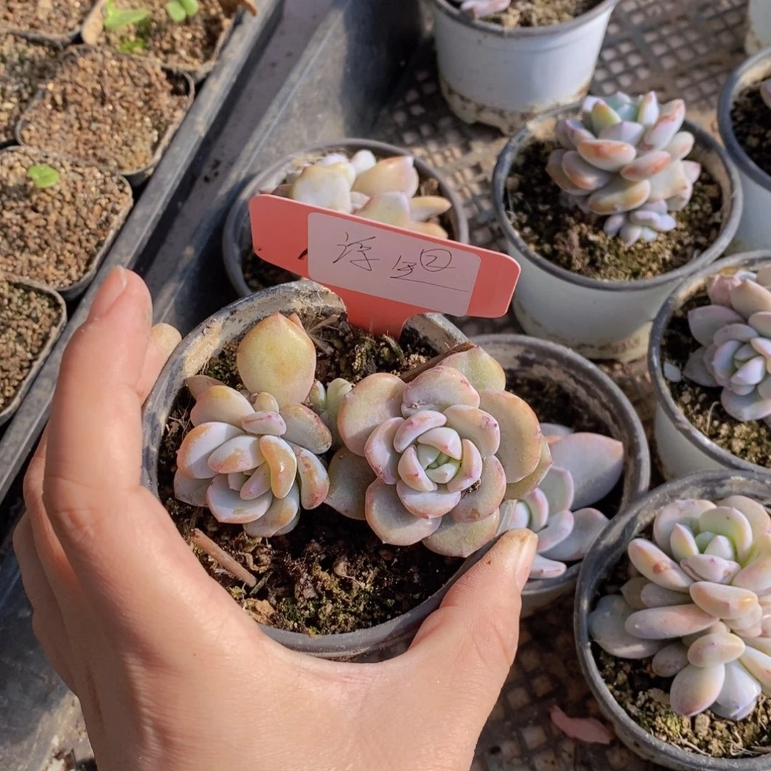 浮****T多肉植物222222